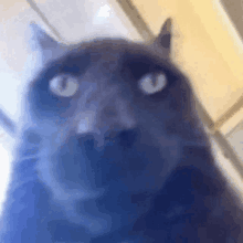 a close up of a gray cat 's face with blue eyes looking at the camera .