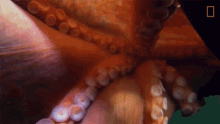 Octopus Suction Cups Camouflage Queen GIF - Octopus Suction Cups Camouflage Queen Wonderfully Weird GIFs
