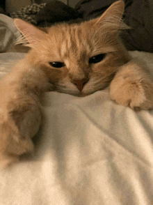 Cute Cat Sleep GIF