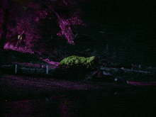 a close up of a purple animal with a purple light behind it