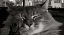 a black and white photo of a cat sleeping on a table .