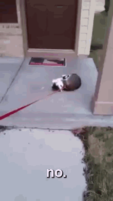 What Don'T You Understand About No. GIF - Nowalking No Cats GIFs