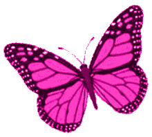 borboletas butterflies beautiful fly purple butterfly