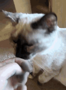 a close up of a person petting a cat 's head