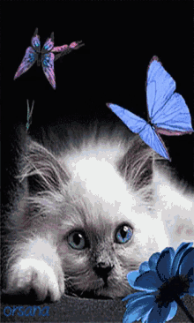 cat butterflies