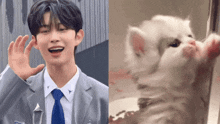 a man in a suit and tie is next to a white cat