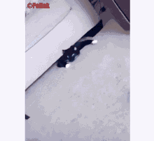 Cat Under Couch GIF - Cat Under Couch GIFs