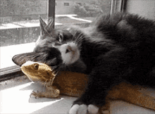 Feline And Lizard Snuggles GIF - Feline And Lizard Snuggles Cuddle GIFs