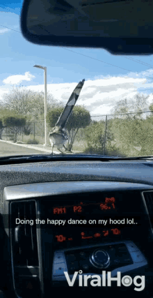 doing the happy dance on my hood lol dancing bird spin around bird on my hood roadrunner