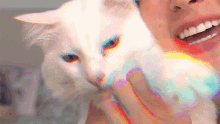 Gatinho Car GIF - Gatinho Car White Cat GIFs