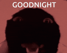 Good Night Black Cat GIF - Good Night Black Cat GIFs