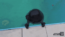 a seal is swimming in a pool with ruptly tv on the bottom of the screen