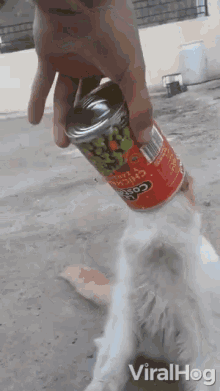 trapped stupid cat pulling can of beans jammed