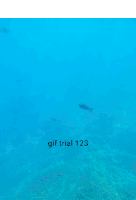 a group of dolphins are swimming in the ocean with the words gif trial 123 written on the bottom