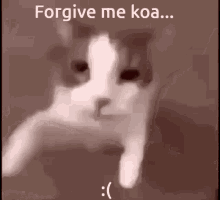 Sorry Cat GIF - Sorry Cat Ilove GIFs