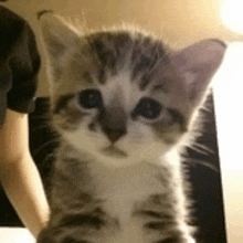 a small kitten is looking at the camera with a serious look on its face