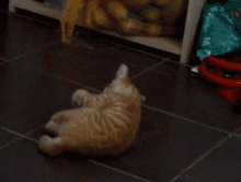 Cat Kitten GIF - Cat Kitten Potato GIFs