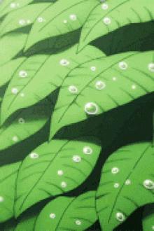 a row of green leaves with water drops on them