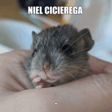 Niel Cicierega Rat GIF - Niel Cicierega Rat Funny GIFs