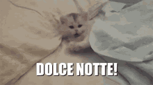Dolce Notte Buona Notte Sogni D'Oro Gatto Gattino Micio Dorme Dormi Sonno A Domani GIF - Good Night Sleep Tight Sweet Dreams GIFs