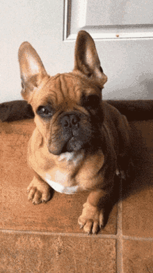Confused Dog GIF - Confused Dog Cute GIFs