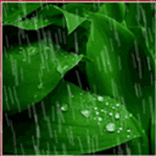 Rain Raining GIF - Rain Raining Rainy Season GIFs