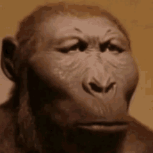 No Monke GIF - No Monke Human Before Evolution GIFs