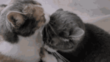Kitty Kisses GIF - Kitty Kisses Cat GIFs