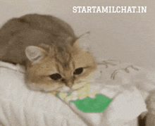 a cat is laying on a bed with a starttamilchat.in logo in the corner