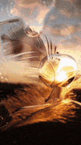 a close up of a feather with a drop of liquid on top of it