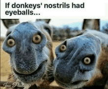 Donkeys Funny GIF - Donkeys Donkey Funny GIFs