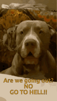 Dog Walk Take Dog Out GIF - Dog Walk Take Dog Out Go To Hell GIFs