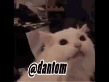 Dantom Cat GIF - Dantom Cat GIFs
