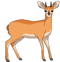 Antelope Steenbok Sticker
