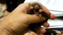 Itty Bitty Yawn Committee GIF - Bats Babies Yawn GIFs