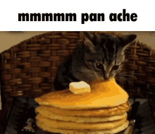 Pancake Cat GIF - Pancake Cat Eating GIFs