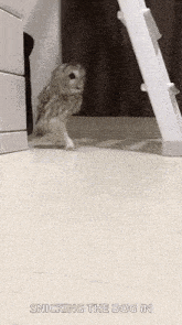 an owl is standing on its hind legs next to a ladder on the floor .