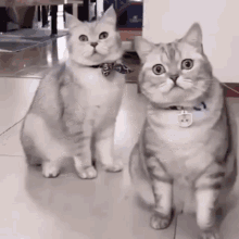 Cats Cats Scared GIF - Cats Cats Scared Cats Surprise GIFs