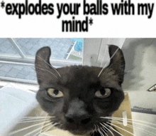 a picture of a cat with a caption that says ' explodes your balls with my mind '