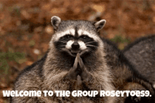Welcome To The Group Evil Plan GIF - Welcome To The Group Evil Plan Raccoon GIFs