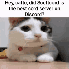 No Cat GIF - No Cat Discord GIFs