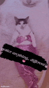 a cat in a mermaid costume with the words notice anything different written below it