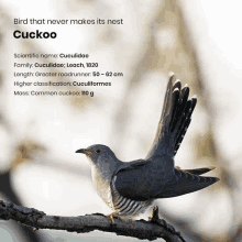 Cuckoo GIF - Cuckoo GIFs