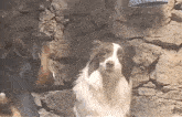 a brown and white dog standing next to a stone wall