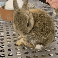 Bunny Garuk Bunny GIF - Bunny Garuk Bunny Kelinci GIFs