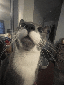 a close up of a cat 's face with a bowl of food in front of it