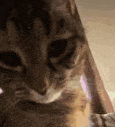 a close up of a cat looking at something
