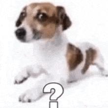 a jack russell terrier dog is laying down with a question mark .
