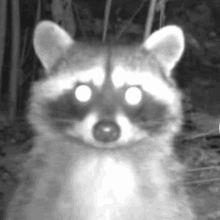 Raccoon Stare GIF - Raccoon Stare Mcdonalds GIFs