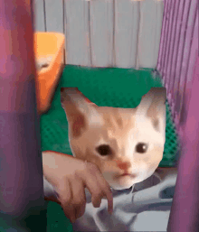 Cat Cute GIF - Cat Cute Se Le Ve Fresco GIFs